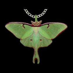 Luna Moth